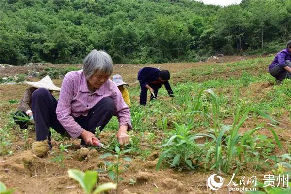 新蒲群樂村：黃金茶變“金葉子”這段時(shí)間雨水多，黃金茶基地里的雜草長(zhǎng)得快，我們就請(qǐng)了40多名當(dāng)?shù)厝罕姷交乩锍?，并按照每人每?0元的工資發(fā)給他們……