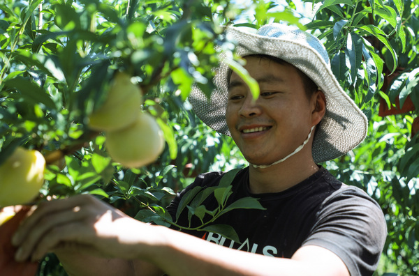 王華在堰塘村高榜桃李種植基地采摘李子。鄭永揚(yáng)攝