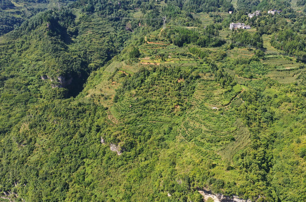 堰塘村高榜桃李種植基地航拍。周訓(xùn)貴攝