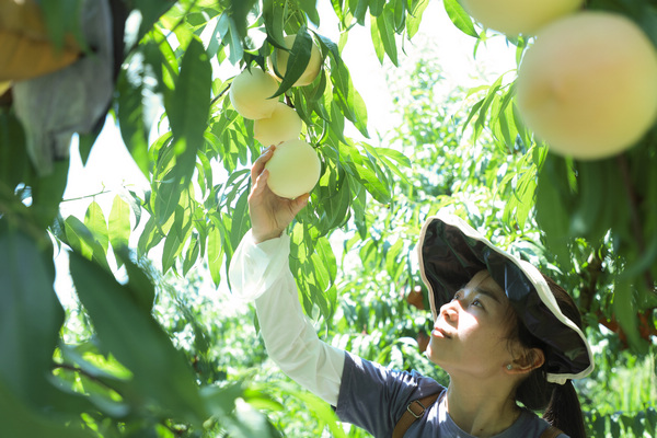 游客在堰塘村高榜桃李種植基地采摘桃子。鄭永揚(yáng)攝