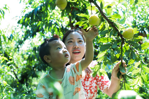 游客在堰塘村高榜桃李種植基地采摘李子。鄭永揚(yáng)攝