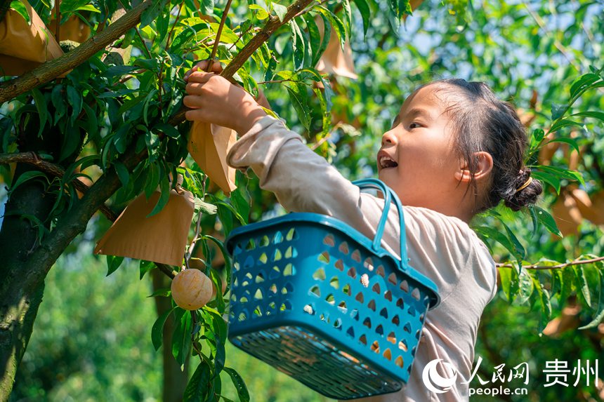 孫源才的女兒在為游客采摘金秋李。人民網(wǎng) 涂敏攝