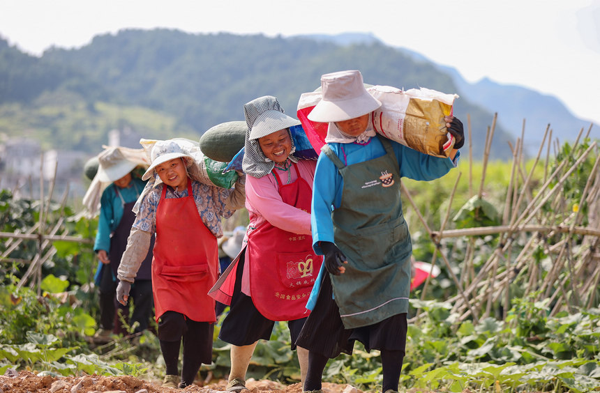 8月23日，村民在搬運(yùn)采收的冬瓜。