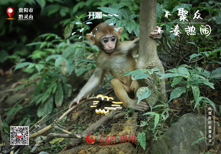 嚇！那邊猴好多，趕緊趕緊溜