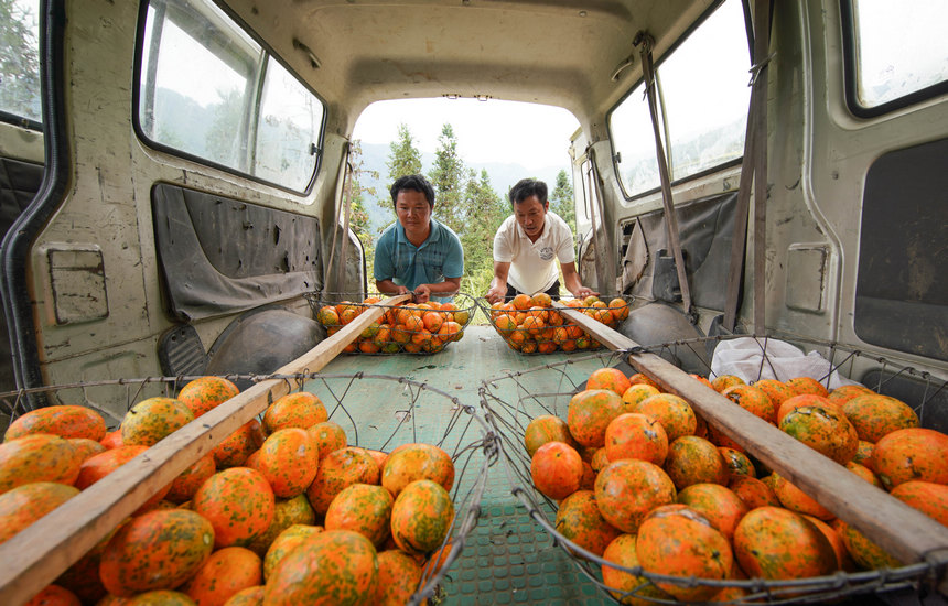 9月20日，村民把采摘的吊瓜裝車。 