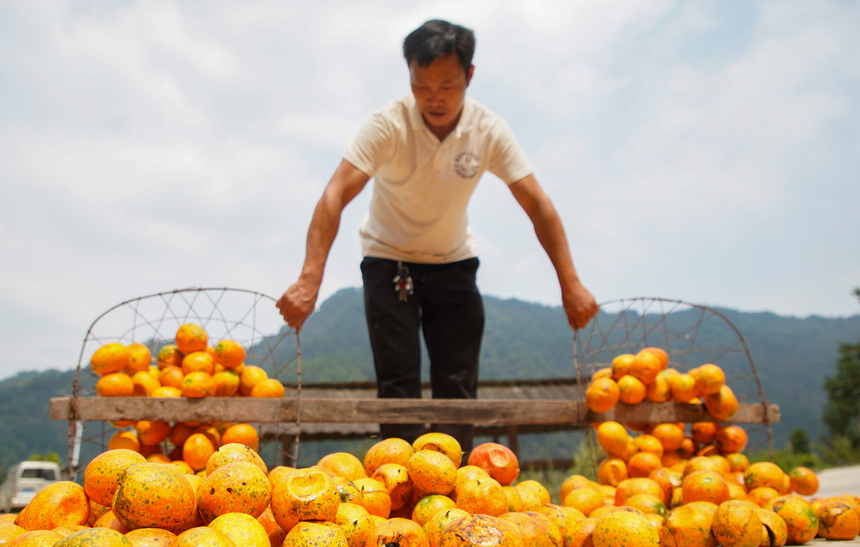 9月20日，村民收獲吊瓜。         