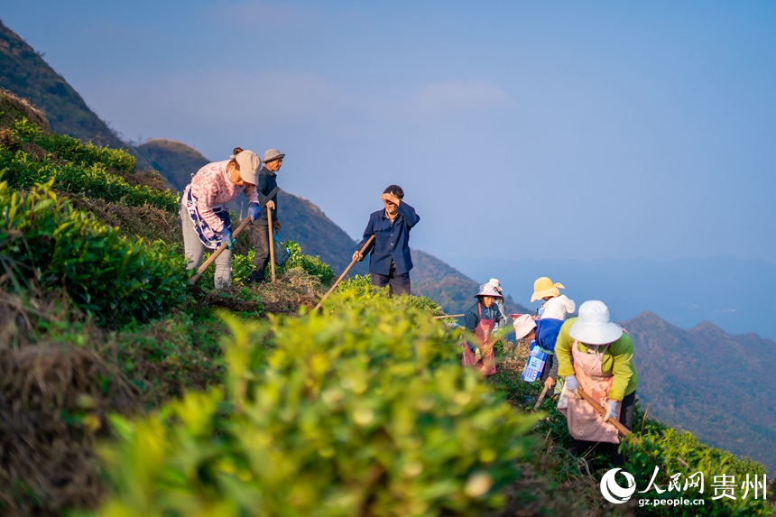 村民們在白葉一號感恩茶園內(nèi)勞作。人民網(wǎng)記者 涂敏攝