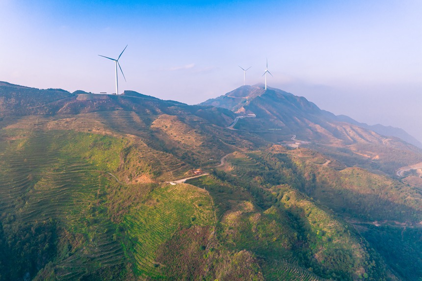 2 航拍貴州省黔西南州普安縣地瓜鎮(zhèn)屯上村白葉一號感恩茶園。人民網(wǎng)記者 涂敏 攝