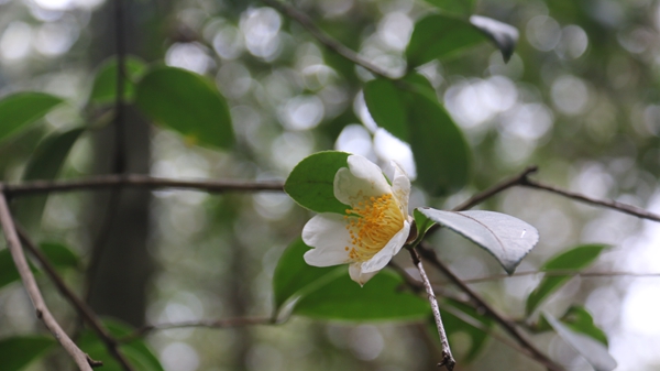 野生油茶花