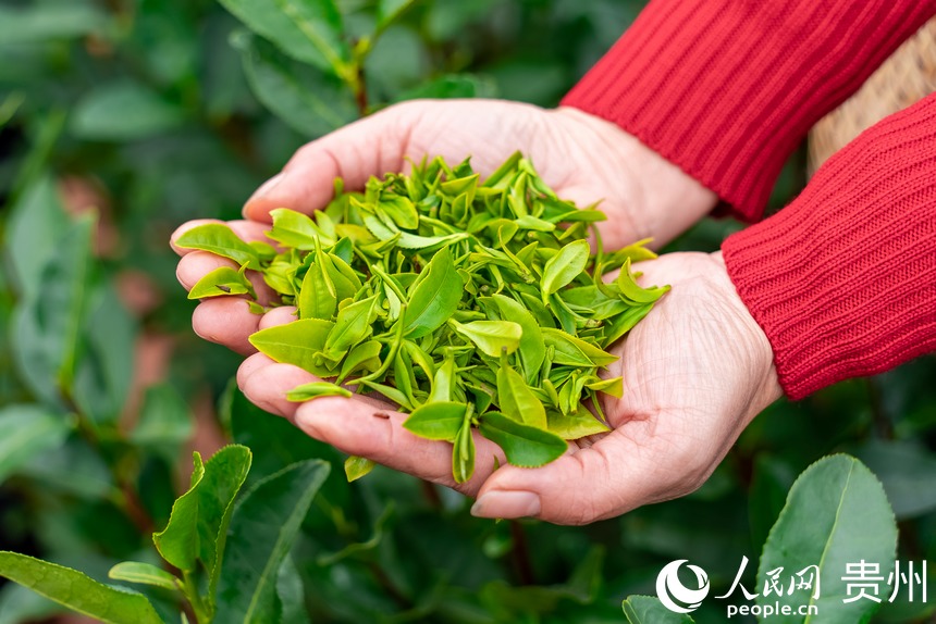 剛剛采摘下來(lái)的茶芽。人民網(wǎng) 涂敏攝