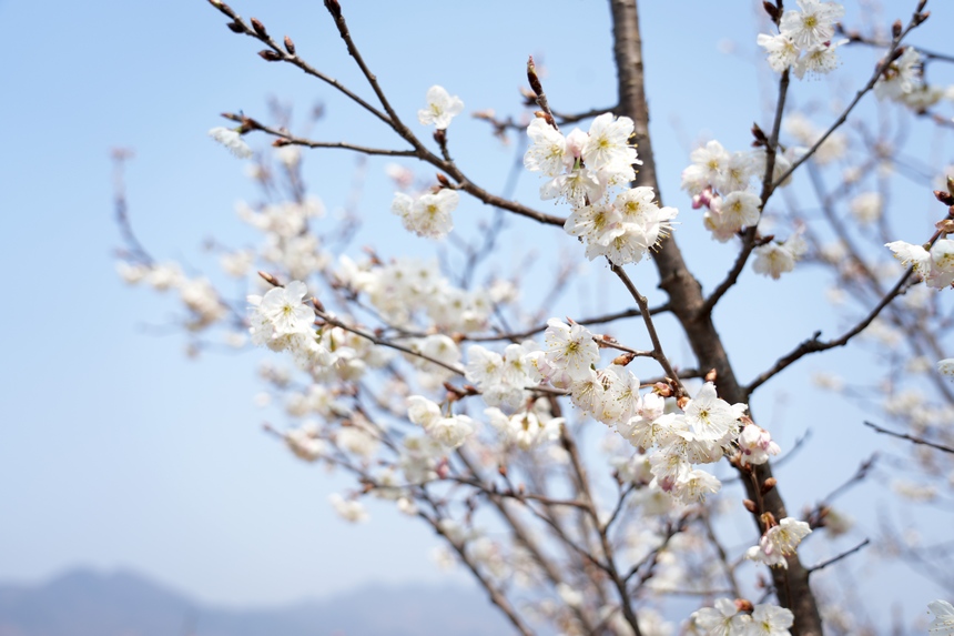 櫻桃花開春色美。