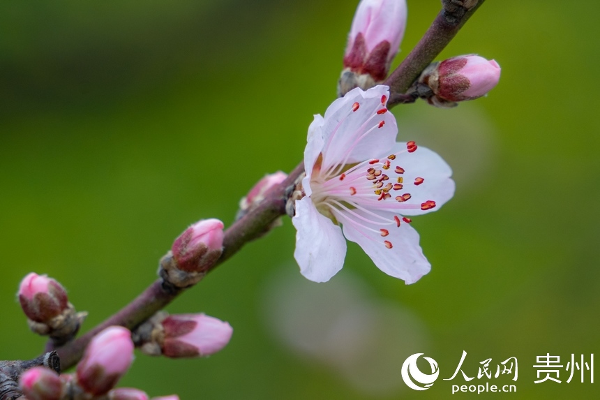 朵朵桃花次第開。人民網(wǎng) 陽茜攝