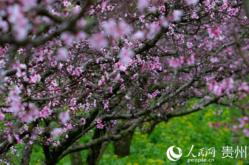 桃花和油菜花交相輝映。人民網(wǎng) 陽(yáng)茜攝