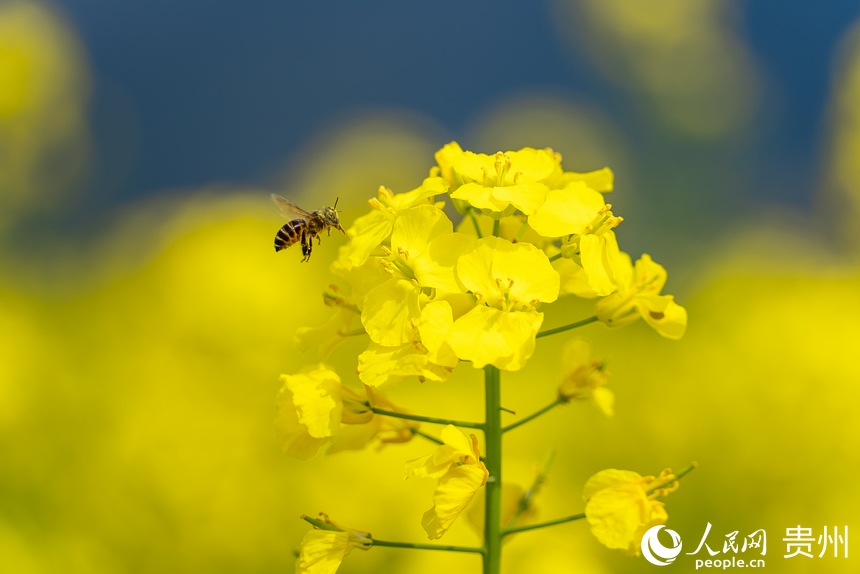 盛開的油菜花。人民網(wǎng) 涂敏攝