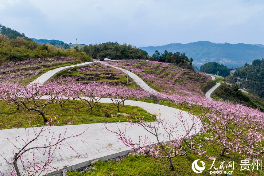 貴州省遵義市桐梓縣官倉(cāng)鎮(zhèn)盛開的桃花。人民網(wǎng)記者 涂敏攝