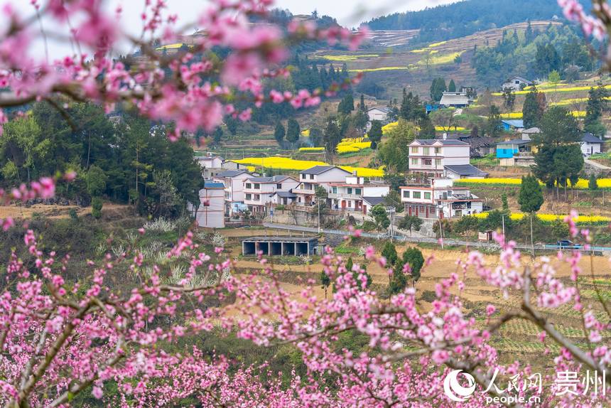 貴州省遵義市桐梓縣官倉鎮(zhèn)油菜花、桃花、李花競相盛開。人民網(wǎng)記者 涂敏攝