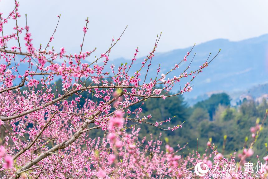 盛開的桃花。人民網(wǎng)記者 涂敏攝