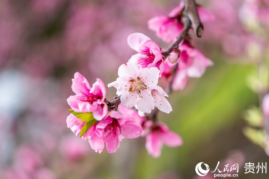 盛開的桃花。人民網(wǎng)記者 涂敏攝