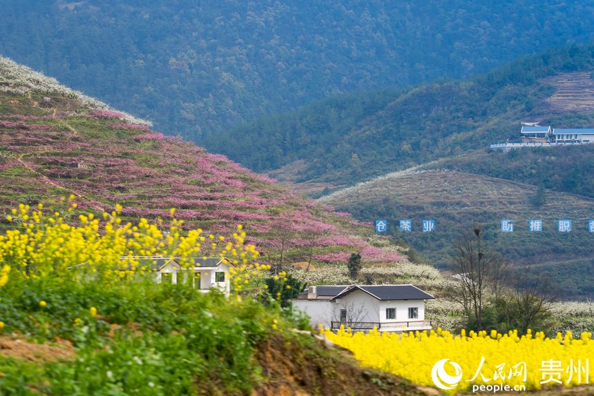 油菜花、桃花、李花競相盛開。人民網(wǎng)記者 涂敏攝