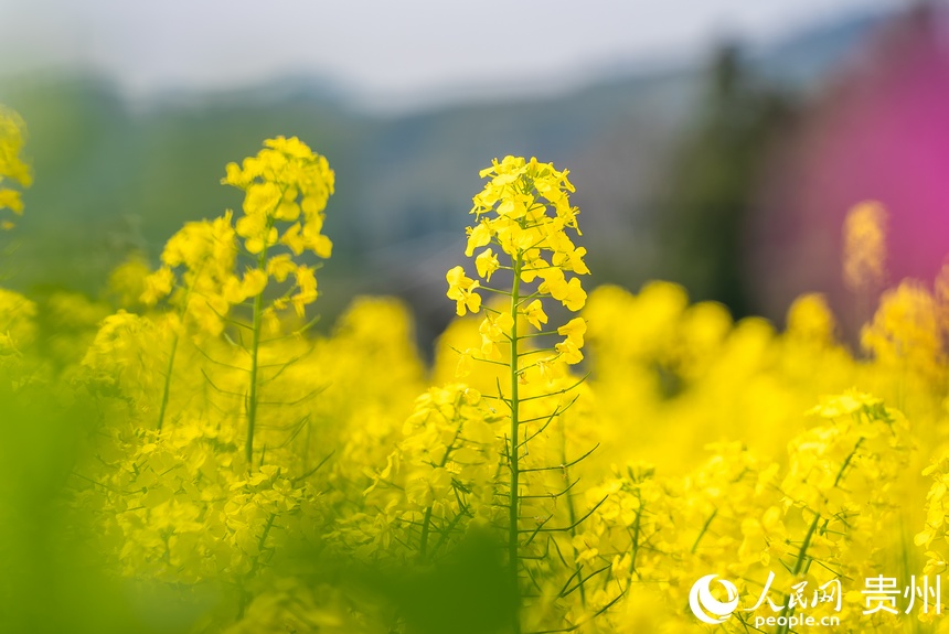 盛開(kāi)的油菜花。人民網(wǎng)記者 涂敏攝