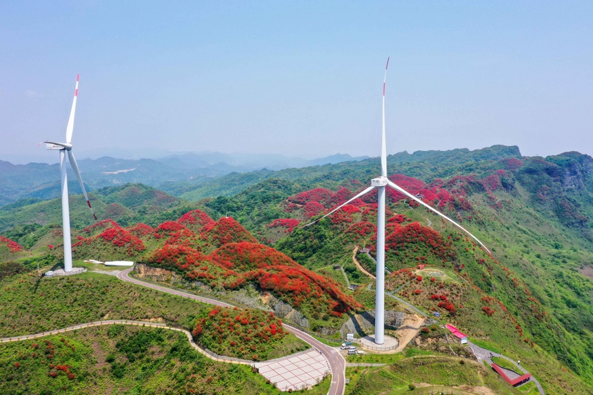 漫山杜鵑開，花海迎客來。李仁軍攝