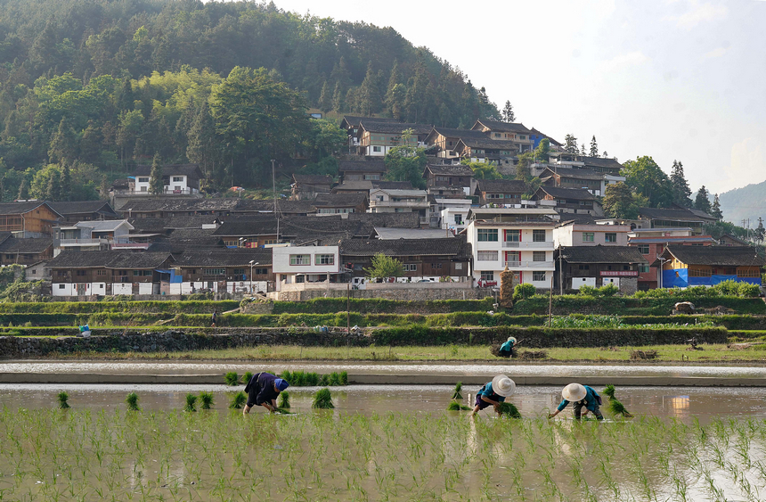 村民在梯田里插秧。