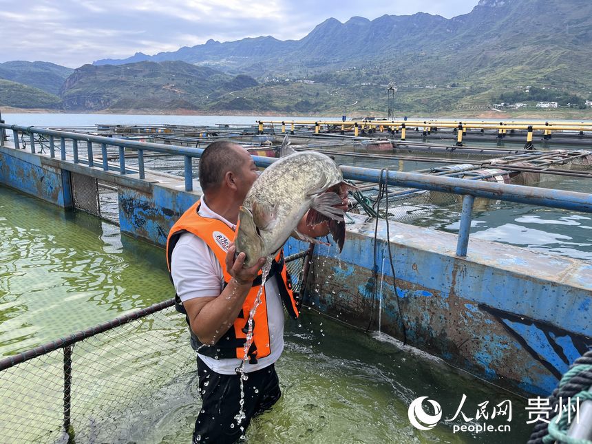 漁場工作人員將生態(tài)魚放入暫養(yǎng)箱。人民網 陳潔泉攝