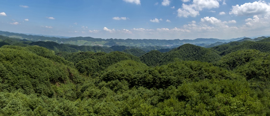 2023年6月15日拍攝的海雀村國(guó)家儲(chǔ)備林基地。