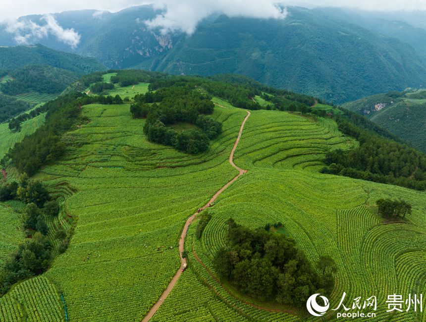 航拍畢節(jié)煙區(qū)一隅。 人民網(wǎng) 陽茜攝  