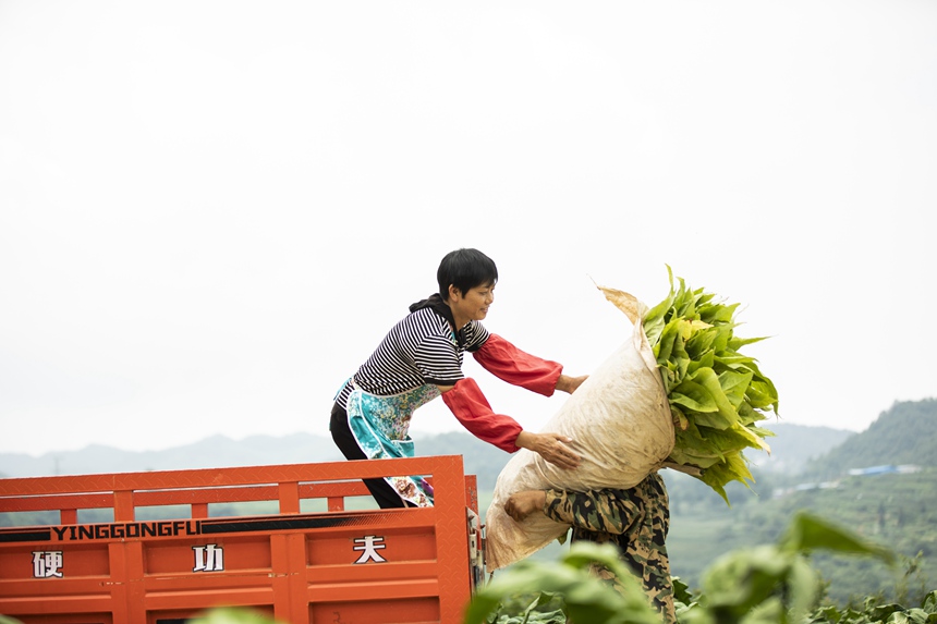 煙農(nóng)忙采收。任洪攝  