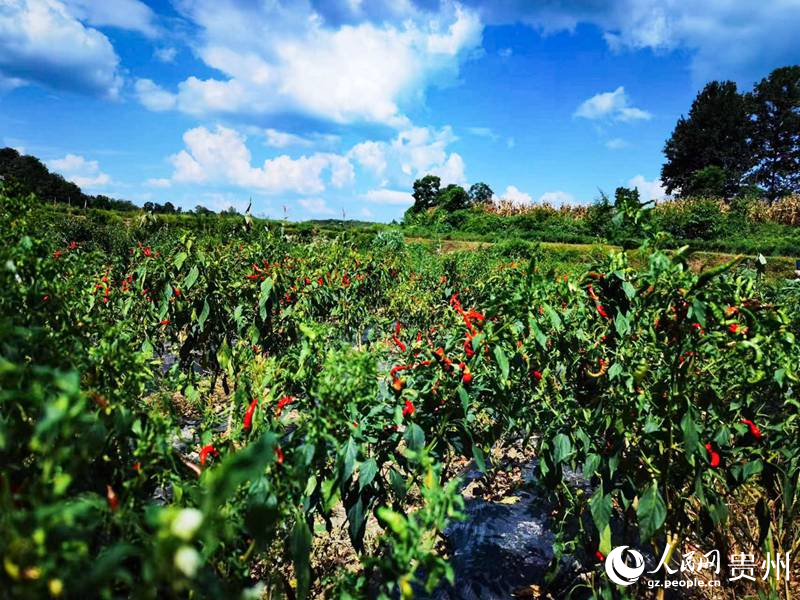 遵義市喇叭村辣椒種植基地一角。人民網(wǎng) 王秀芳攝