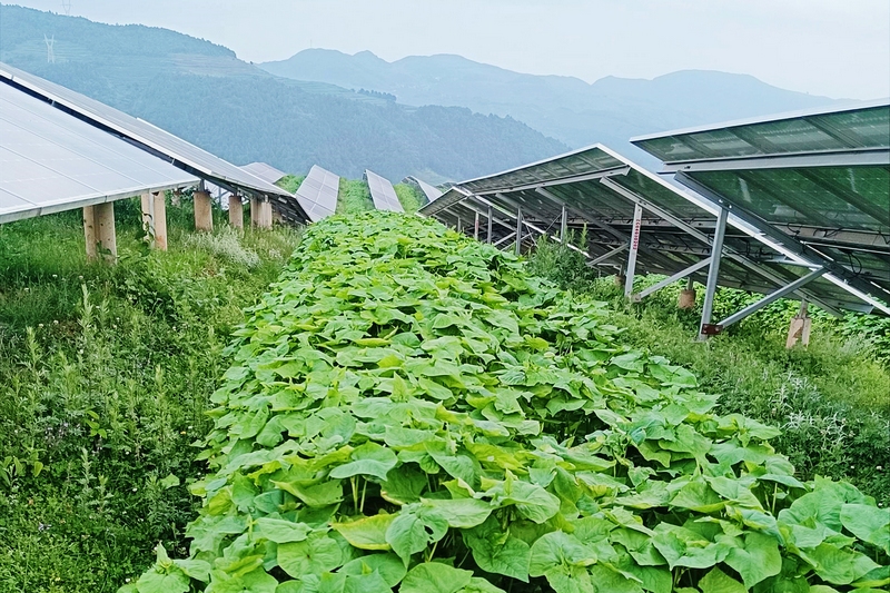 秀水鎮(zhèn)得來洞農業(yè)光伏電站種植的“蕎麥”。劉大珩攝