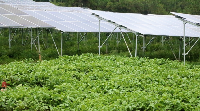 小官山農業(yè)光伏電站種植的“蘿卜”。劉大珩攝