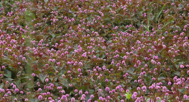 三岔河鎮(zhèn)花椒套種頭花蓼。習(xí)水縣融媒體中心供圖