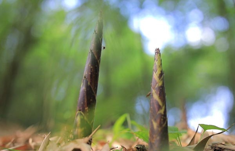 獅溪鎮(zhèn)箐壩方竹筍。楊瀚攝