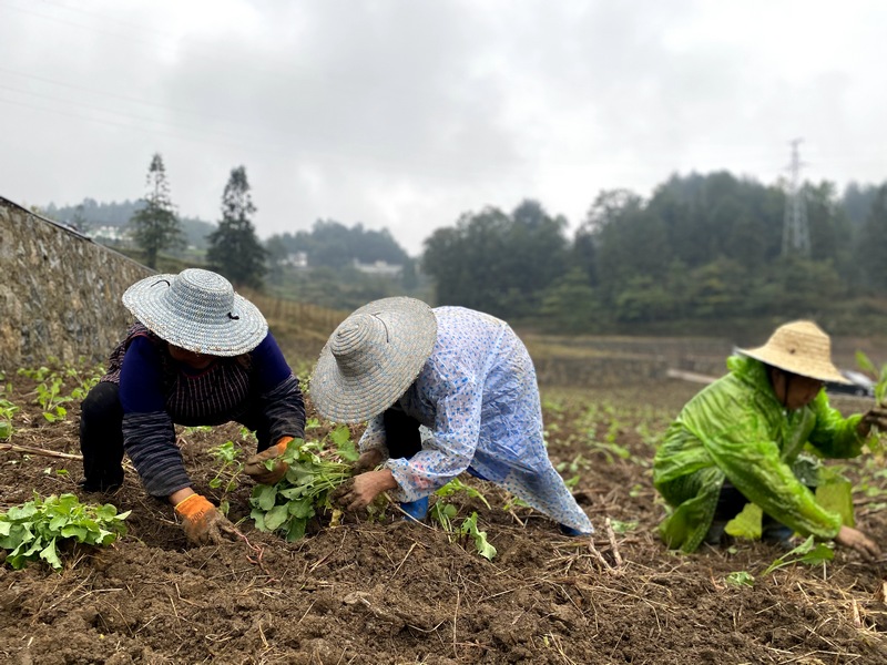 馬臨農(nóng)戶們正在移栽油菜 習(xí)水縣融媒體中心供圖.jpg