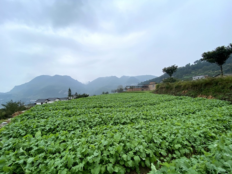 馬臨長(zhǎng)勢(shì)喜人的油菜苗 習(xí)水縣融媒體中心供圖.jpg