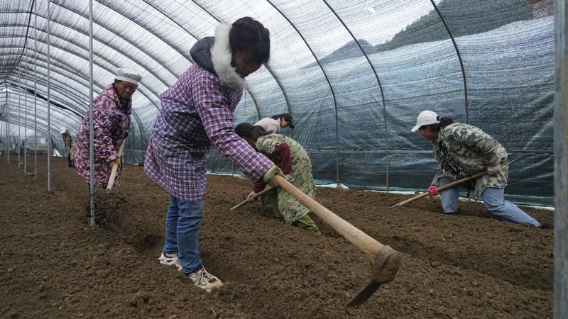 羊肚菌大棚里工作正在平整田地、開溝、播撒.JPG