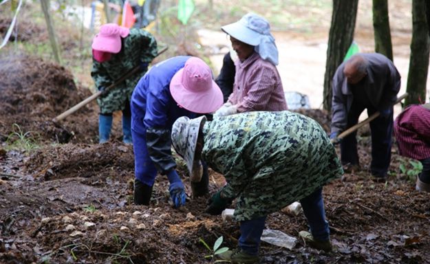 修文縣久長(zhǎng)街道茶山村：秸稈還田 林下生“金”