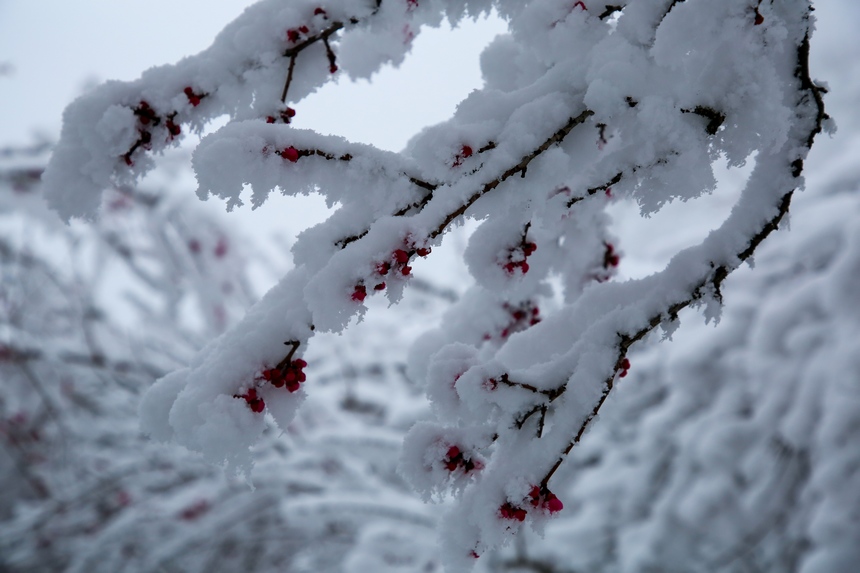 梅花掛雪。趙樺攝