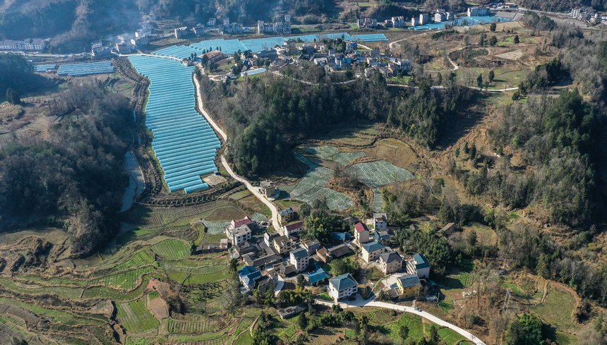 務(wù)川自治縣分水鎮(zhèn)過江社區(qū)草莓種植基地（無人機照片）。