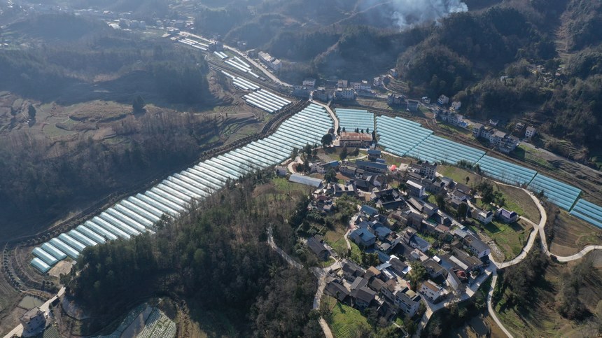 務(wù)川自治縣分水鎮(zhèn)過(guò)江社區(qū)草莓種植基地（無(wú)人機(jī)照片）。