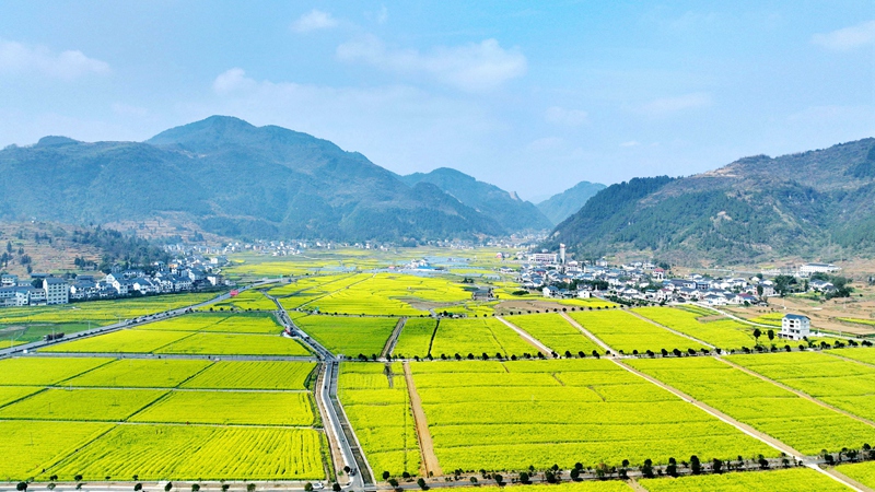 花海  王澤熙 攝