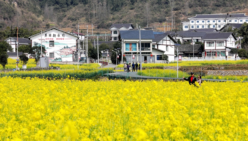 旺草鎮(zhèn)萬畝油菜花海，春風拂動，鄉(xiāng)間翻起層層金色“花浪”，吸引了不少游客前往賞花踏青。  陳賢琴 攝 .