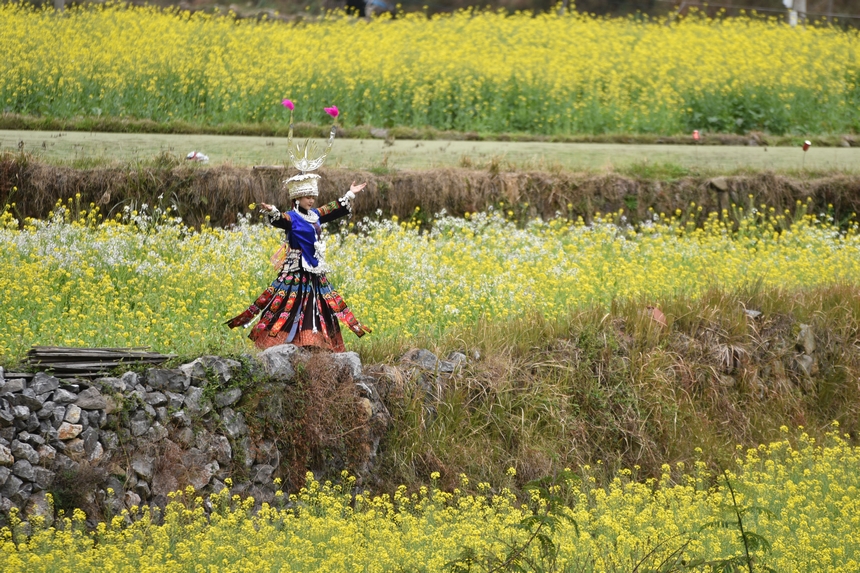 3月10日，游客在油菜花叢中游玩。凱尚宇攝