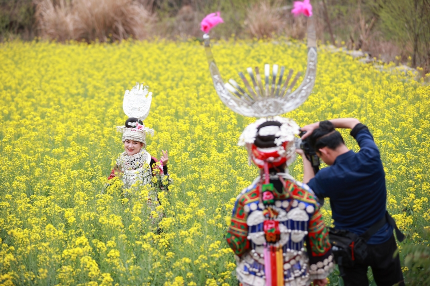 3月10日，游客在油菜花叢中游玩。楊武魁攝