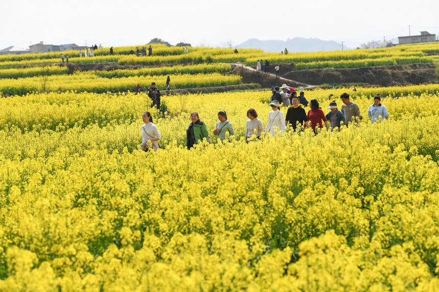 油菜花開(kāi)引客來(lái)。