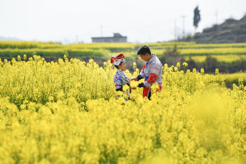 黃平油菜花開引客來。