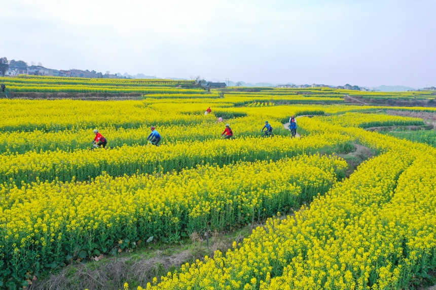 無人機(jī)航拍黃埔油菜花田。