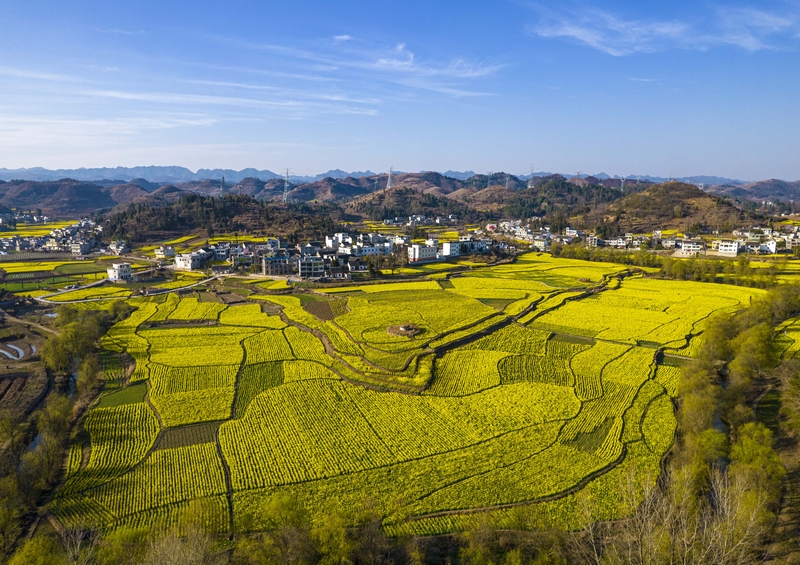 黔西市洪水鎮(zhèn)解放村盛開的油菜花（無人機(jī)照片）。